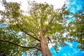 Best Storm Damage Tree Cleanup  in Newark, DE