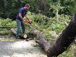 Best Tree and Shrub Care  in Newark, DE