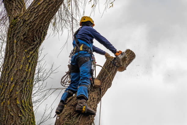 Best Emergency Tree Removal  in Newark, DE