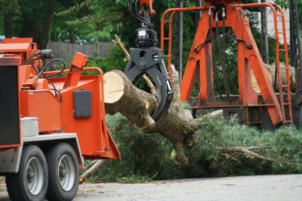 Leaf Removal in Newark, DE