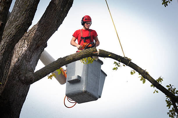 Why Choose Our Tree Removal Services in Newark, DE?