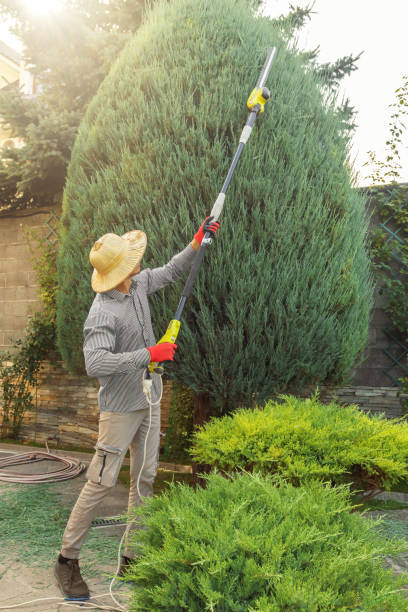 Professional  Tree Services in Newark, DE